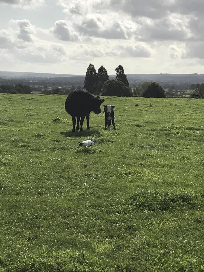 Rew Farm Country And Equestrian Accommodation - Sunset Lodge Melksham Esterno foto
